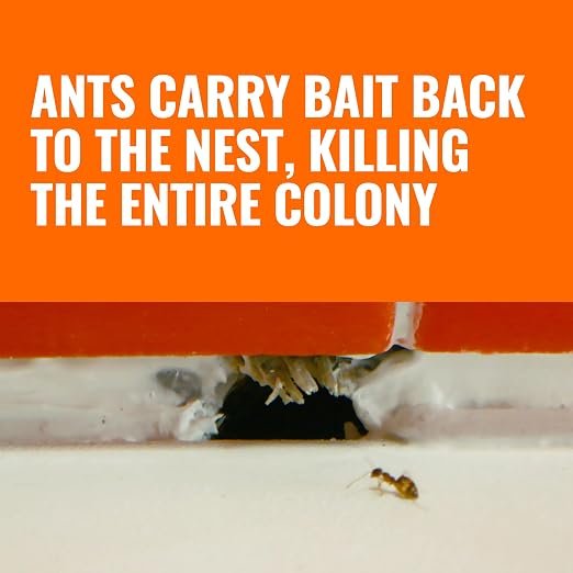 TERRO Liquid Ant Killer Bait Stations, 12 Pack Indoor Ant Traps T300B4 TERRO Liquid Ant Killer Bait Stations – 12 Pack Indoor Ant Traps, Fast-Acting Borax Formula for Household Ant Control - Image 3